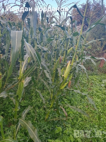 продавам бяла царевица , снимка 10 - Сортови семена и луковици - 52339346