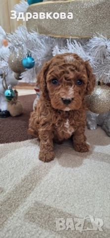 Той Пудел - Момче