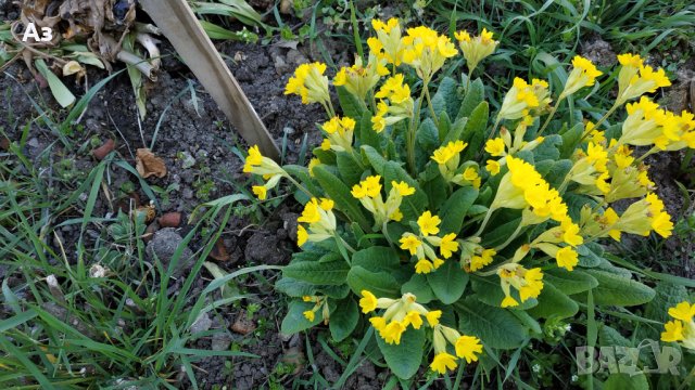 Продавам разсад на цветя Иглика горска, снимка 11 - Разсади - 44025519