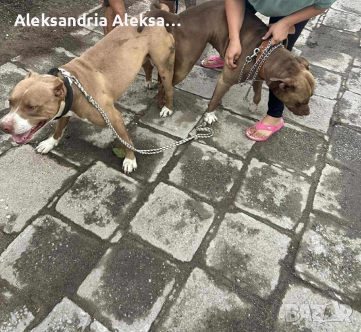 Продавам породисти питбулчета, снимка 9 - Питбул - 52281077