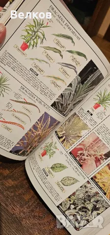 Експерт по стайните растения" - книга на д-р Д. Д. Xecaйон, снимка 4 - Специализирана литература - 48175543