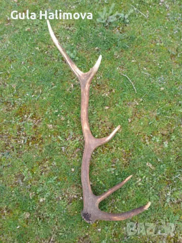 Еленски рога 