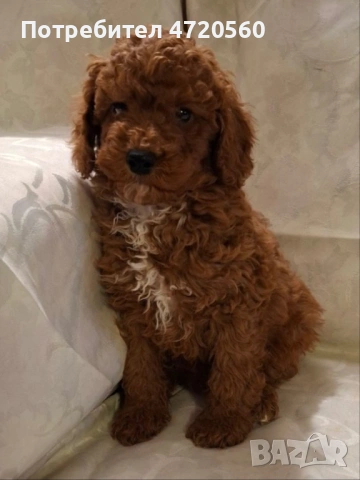 Момченце-пудел той