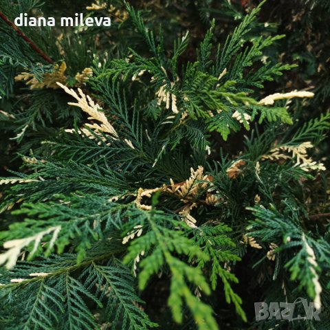 Кипарис Лейланди вариегатно, (Cupressocyparis leylandii 'Variegata'), снимка 13 - Градински цветя и растения - 43302260