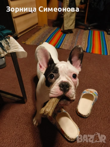 Френско булдоче на 10 месеца., снимка 2 - Френски булдог - 53149355