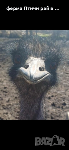 австралийско ему