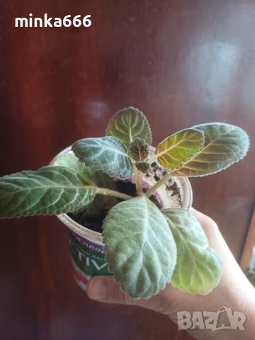 Глоксиния, снимка 3 - Стайни растения - 52463646