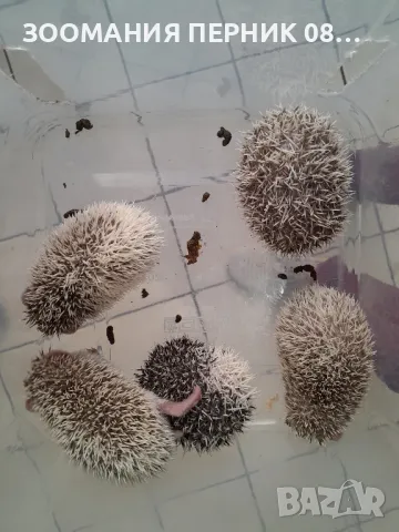 Женски африкански декоративен таралеж , снимка 3 - Таралеж - 49928861