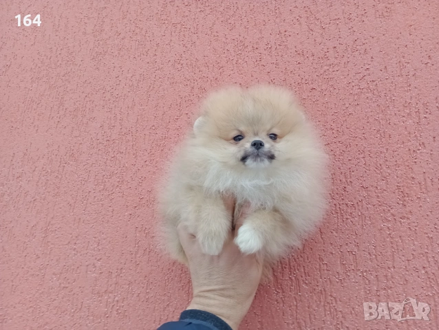 Мъжки Померан на 3 месеца. Реални снимки от 02.02.26 г., снимка 4 - Померан - 53324476