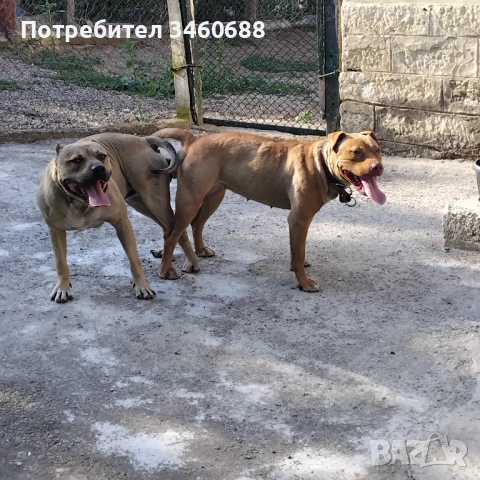 Prodavat se malki pit buli tova sa maikata i bahtata, снимка 3 - Други услуги - 52725203