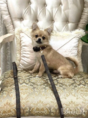 чанта за носене на кучета louis vuitton , снимка 8 - За кучета - 50998554