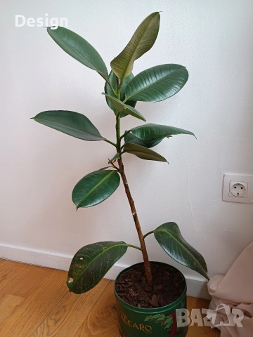 Стайно растение Фикус 90 см., снимка 2 - Стайни растения - 52051554