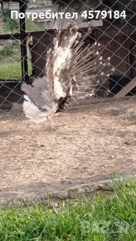 пауни Арлекин Опал , снимка 2 - други­ - 53034760