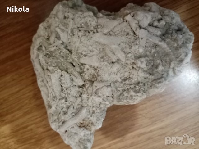 Фосили колония бриозои, снимка 7 - Колекции - 28667731