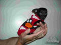 Пуловери за дребни породи кученца различни размери, снимка 4