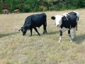 Продавам крави и телета, снимка 1