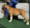 Американски Стафордширски териер, снимка 6