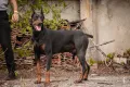 Доберман бебета/ Doberman puppies , снимка 1