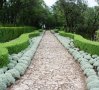 Сантолина Сребриста и Зелена, снимка 1 - Градински цветя и растения - 27370133