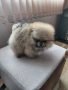 продавам померан , снимка 3
