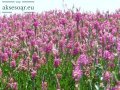 Семена от Еспарзета – медоносно растение за пчелите разсад семена пчеларски растения силно медоносно, снимка 7