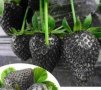 200 семена от плод черна ягода черни ягоди органични плодови ягодови семена от вкусни ягоди отлични , снимка 5