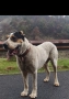 продава се мъжки алабай с много силна кръв , снимка 1