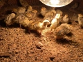 Малки пъдпъдъчета/ Новоизлюпени , снимка 2