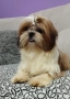 Ши тцу, снимка 8