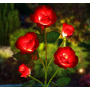 Градинска соларна лампа - роза, снимка 5