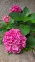 Многогодишна студоустойчива хортензия , снимка 1 - Градински цветя и растения - 37338913