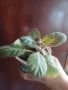 Глоксиния, снимка 3