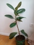 Стайно растение Фикус 90 см., снимка 2
