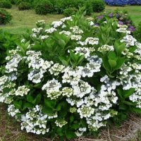 Хортензия ‘Либел’, снимка 4 - Градински цветя и растения - 40492899