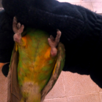 Сенегалски папагали-чифт, снимка 4 - Папагали - 44896911