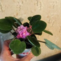 Теменужки розов цвят , снимка 6 - Стайни растения - 43236680