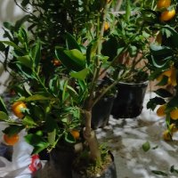 лимон,зелен лимон лайм,кумкуат, снимка 5 - Градински цветя и растения - 43271965