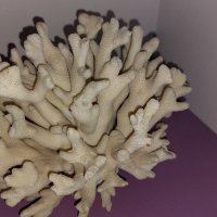 Естествен морски корал с леки забележки., снимка 6 - Декорация за дома - 43014347
