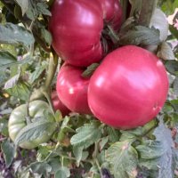 Семе розови домати , снимка 3 - Сортови семена и луковици - 43060512