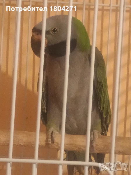 Китайски Александър , снимка 1