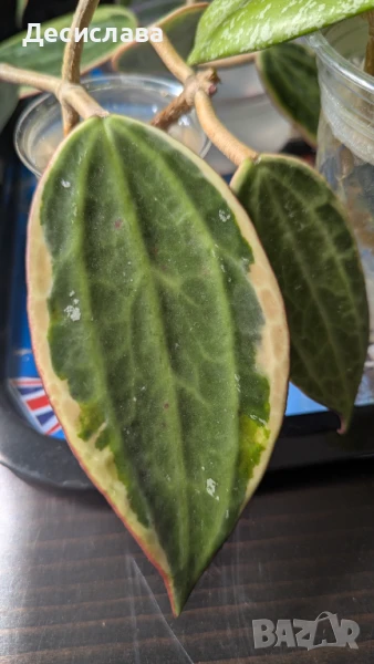 Хоя/ /Hoya macrophylla albomarginated , снимка 1