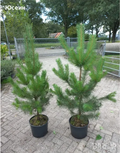 Фиданки от борчета, снимка 1