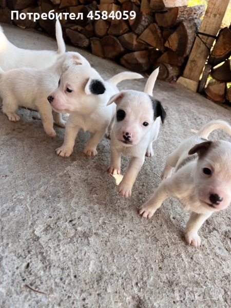 Бебета Джак Ръсел Териер , снимка 1