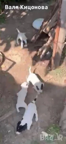 Джак ръсел, снимка 1