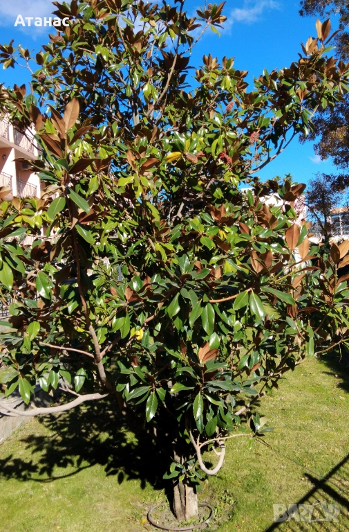 Магнолия бяла голям цвят., снимка 1