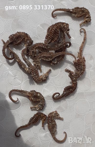 Стари, изсушени, сухи морски кончета, морско конче, снимка 1