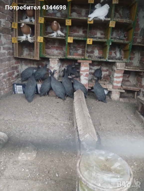 Токачки, снимка 1