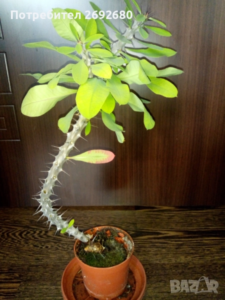 Традесканция рео,кливия,исусов венец, кротон, сансивиера,хибискус , снимка 1