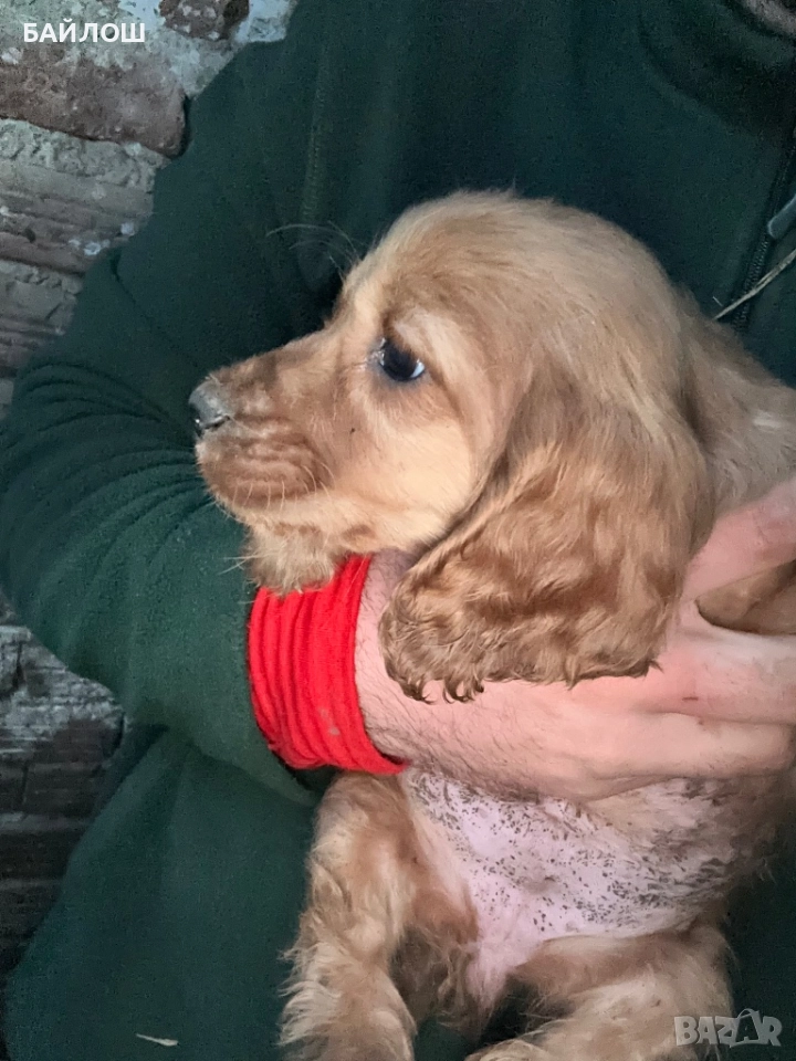 Кокер шпаньол, снимка 1