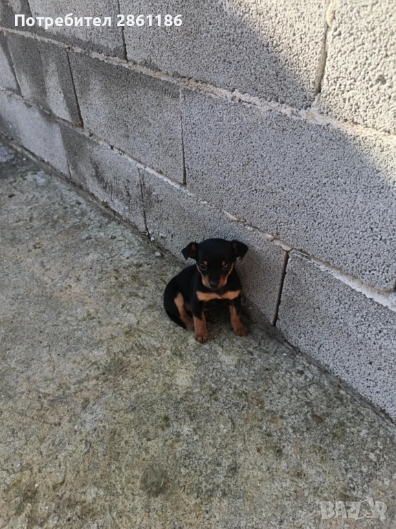 Малки пинчери , снимка 1